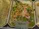  salade aux crevettes